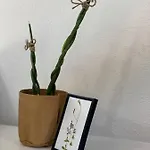 Appartement Gallery Makarska